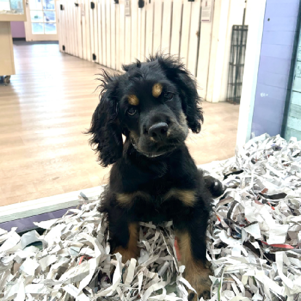 carousel pet images