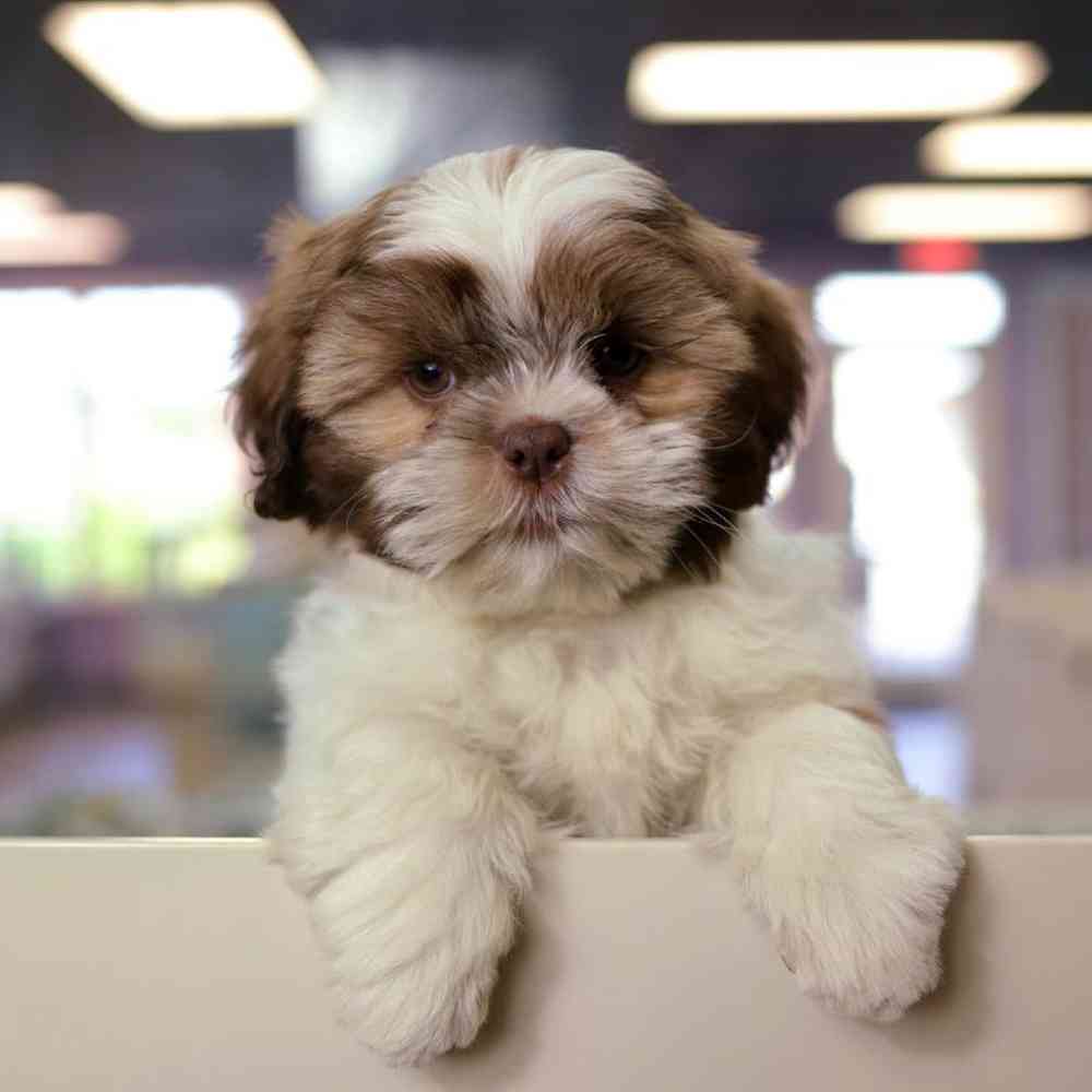 carousel pet images