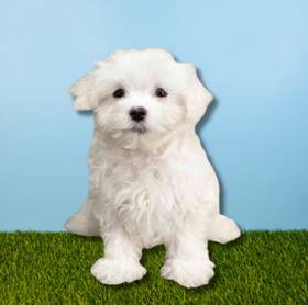 Maltese
