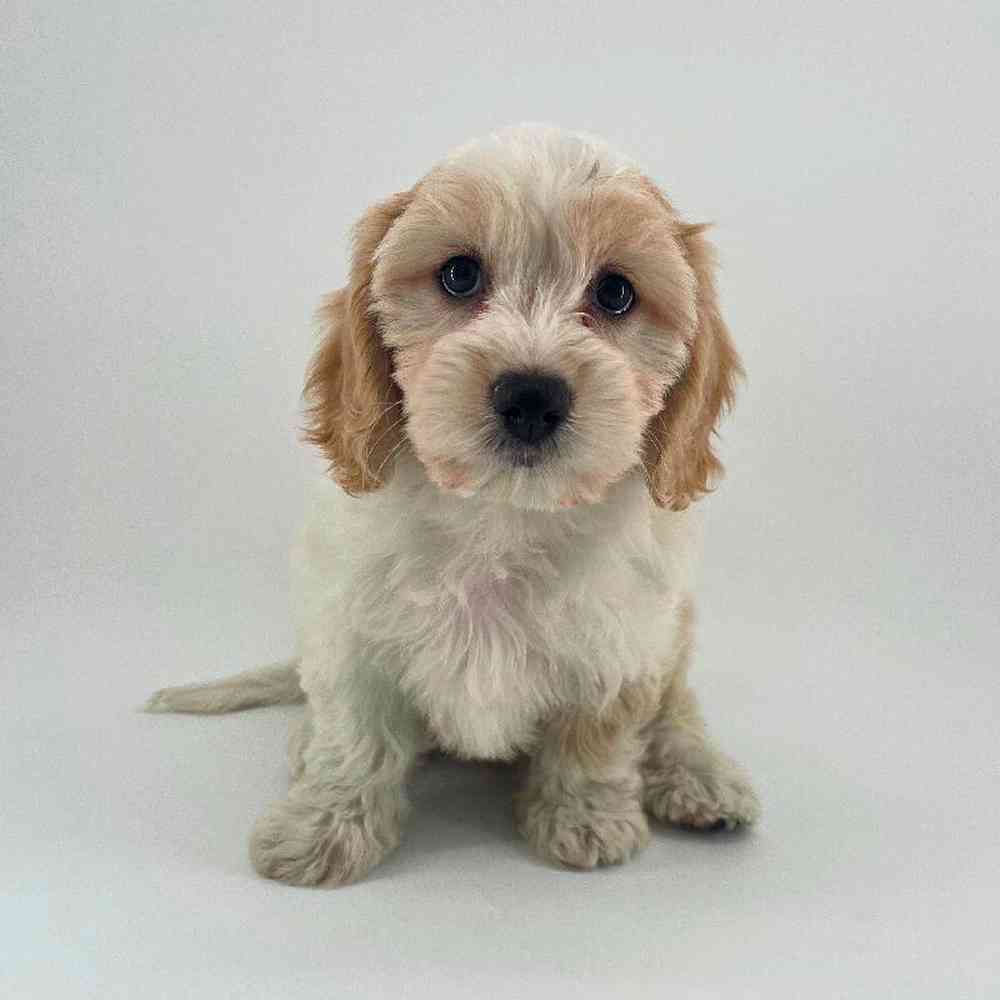 pet breed image
