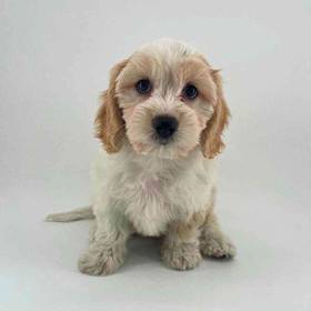 Cavachon