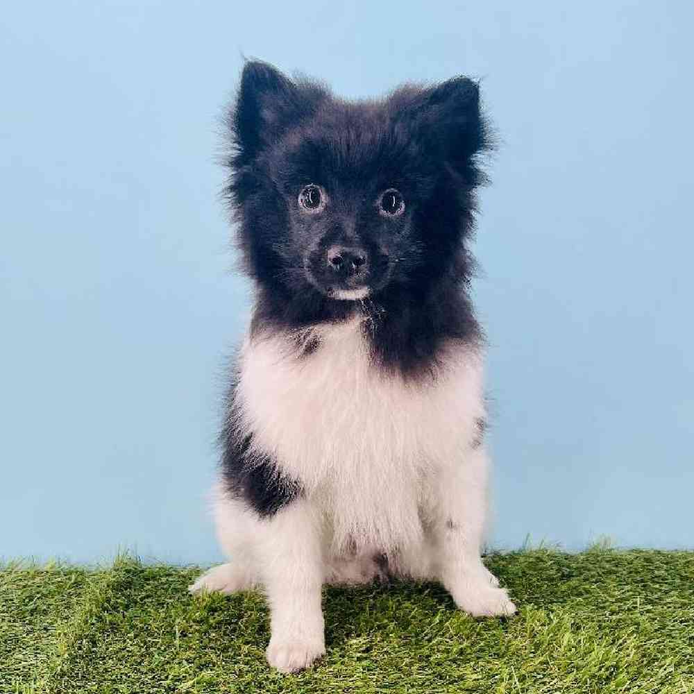 pet breed image