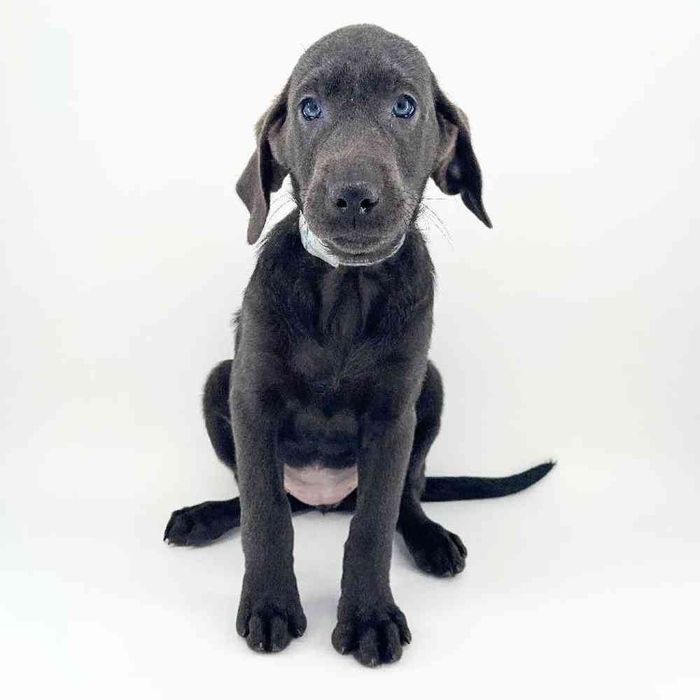 pet breed image