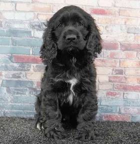 Cocker Spaniel