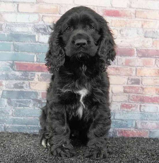 Cocker Spaniel