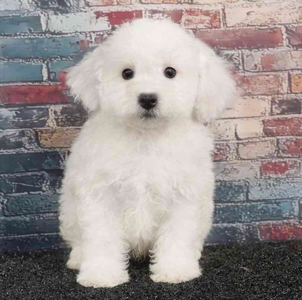pet breed image