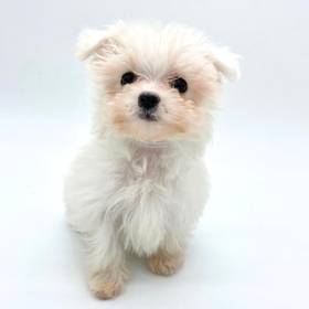 Maltipoo