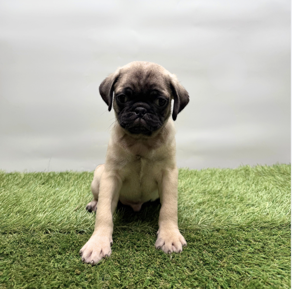 Image of a pet breed in the gallery