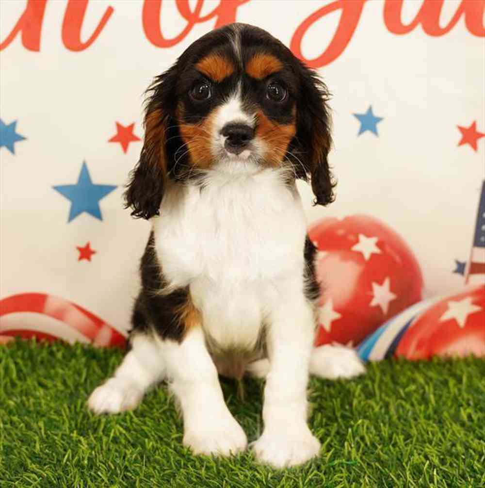Image of a pet breed in the gallery