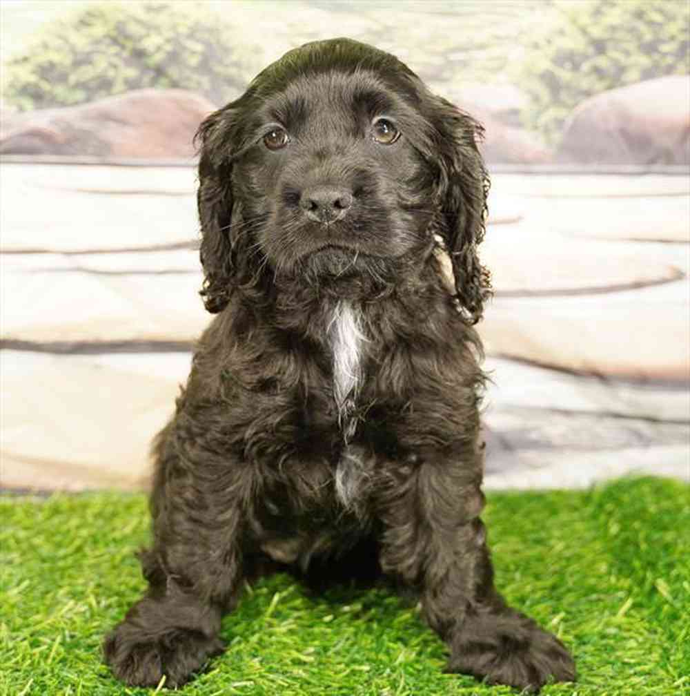 Image of a pet breed in the gallery