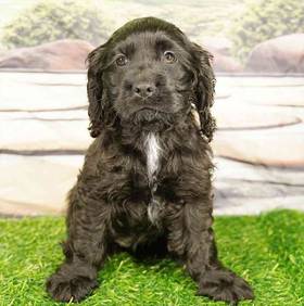 Cocker Spaniel