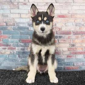 Pomsky