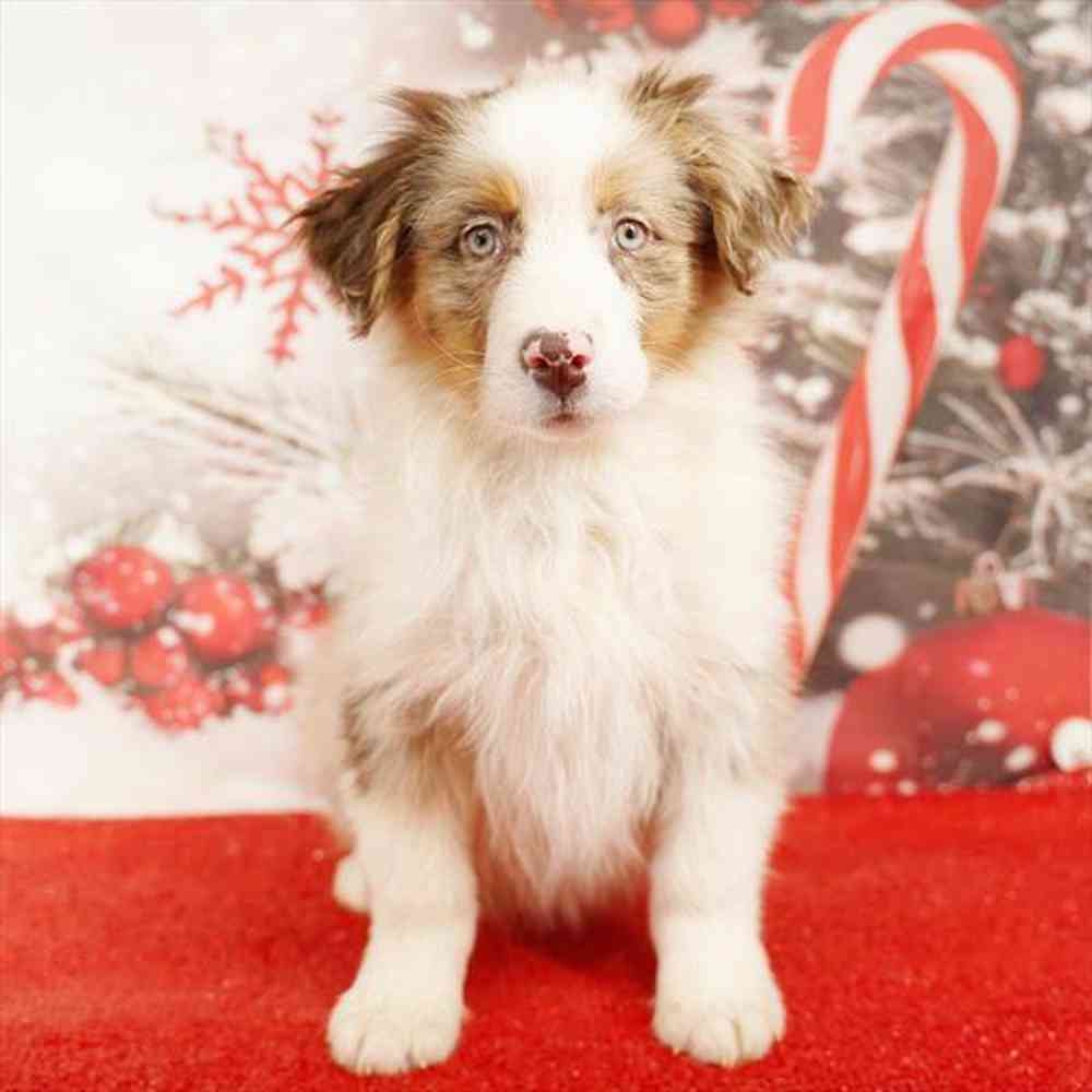 Image of a pet breed in the gallery