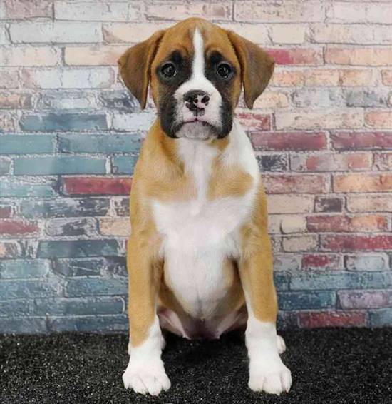 Boxer