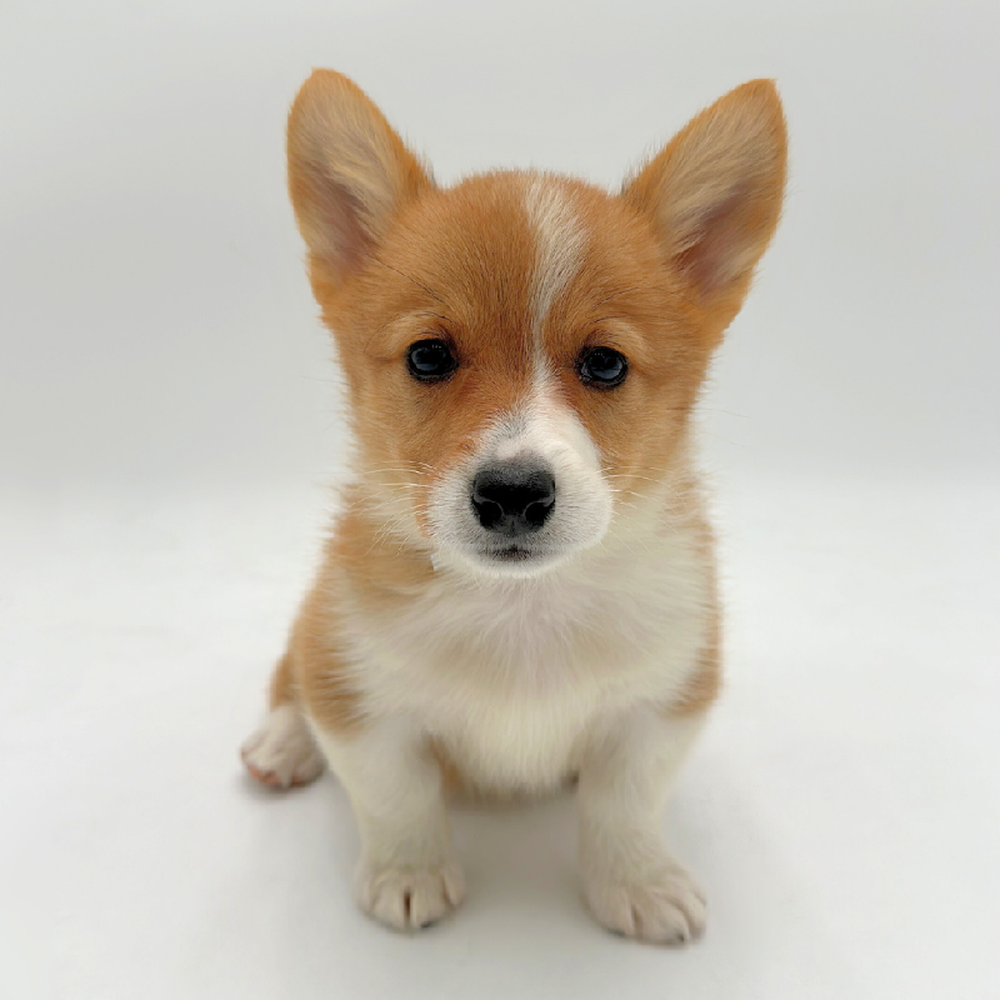 Image of a pet breed in the gallery