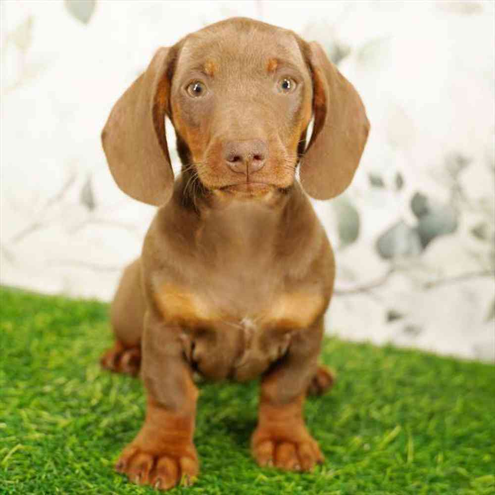 pet breed image
