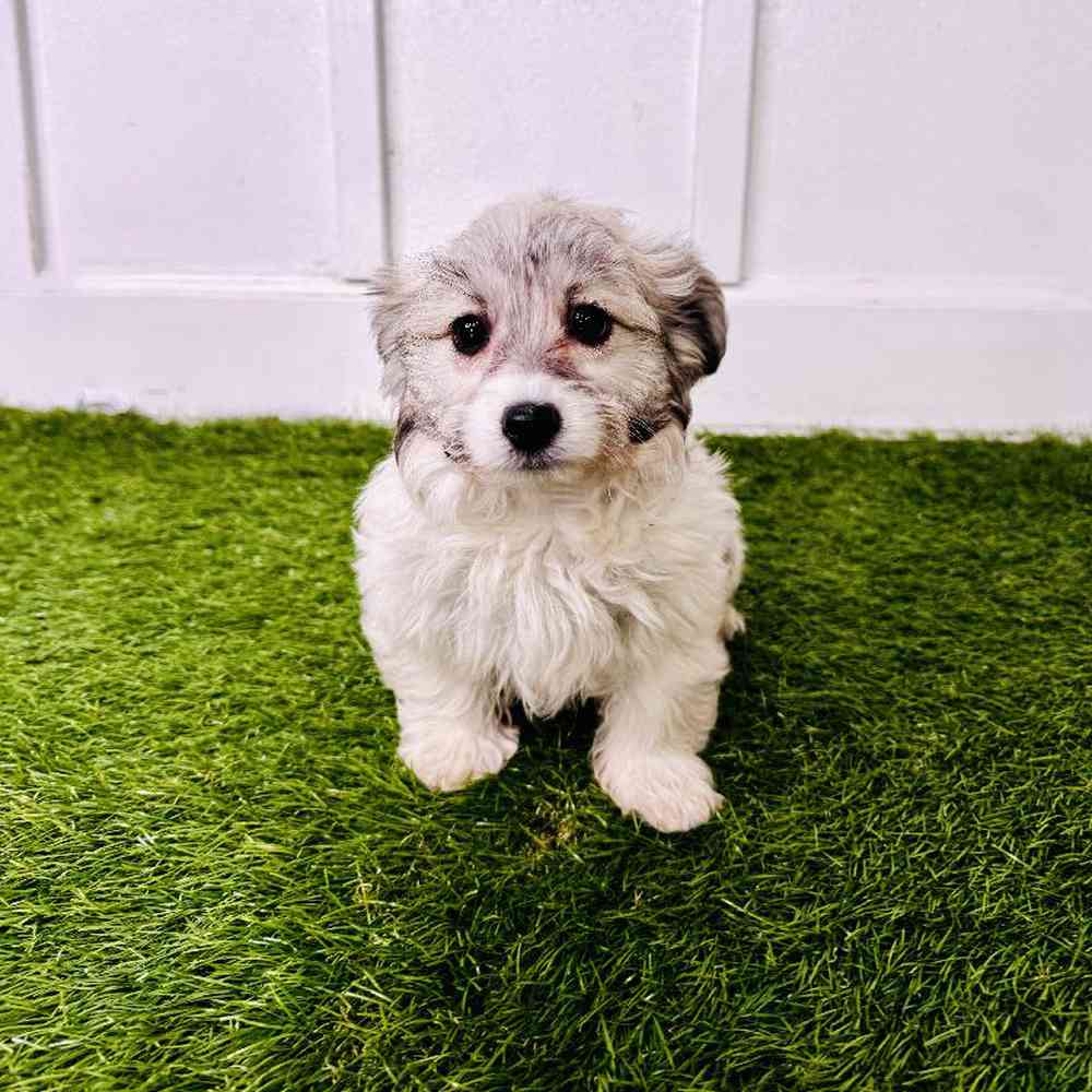 Image of a pet breed in the gallery