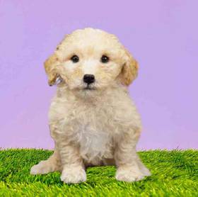 2nd Gen Mini Goldendoodle
