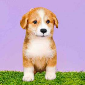 Pembroke Welsh Corgi