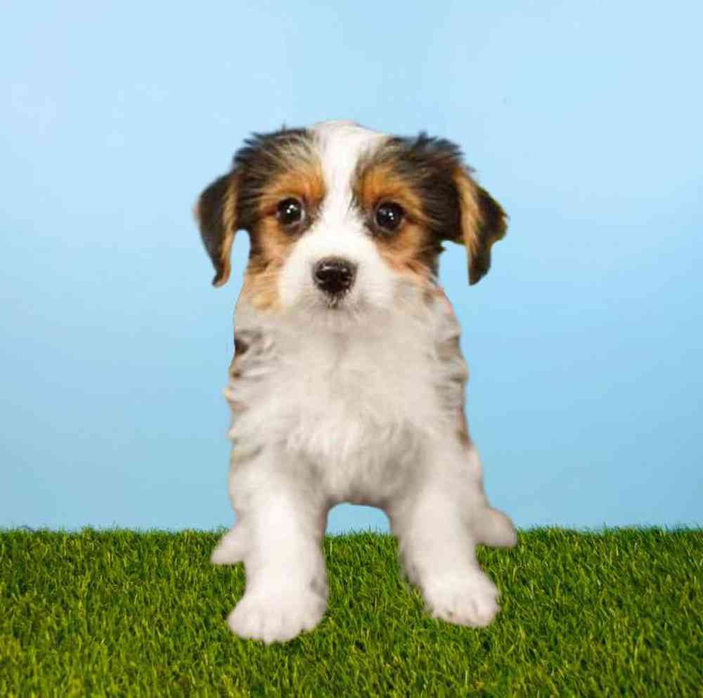 Male Yorkie Puppy for Sale in Meridian, ID