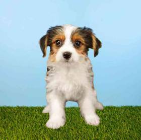 Yorkie