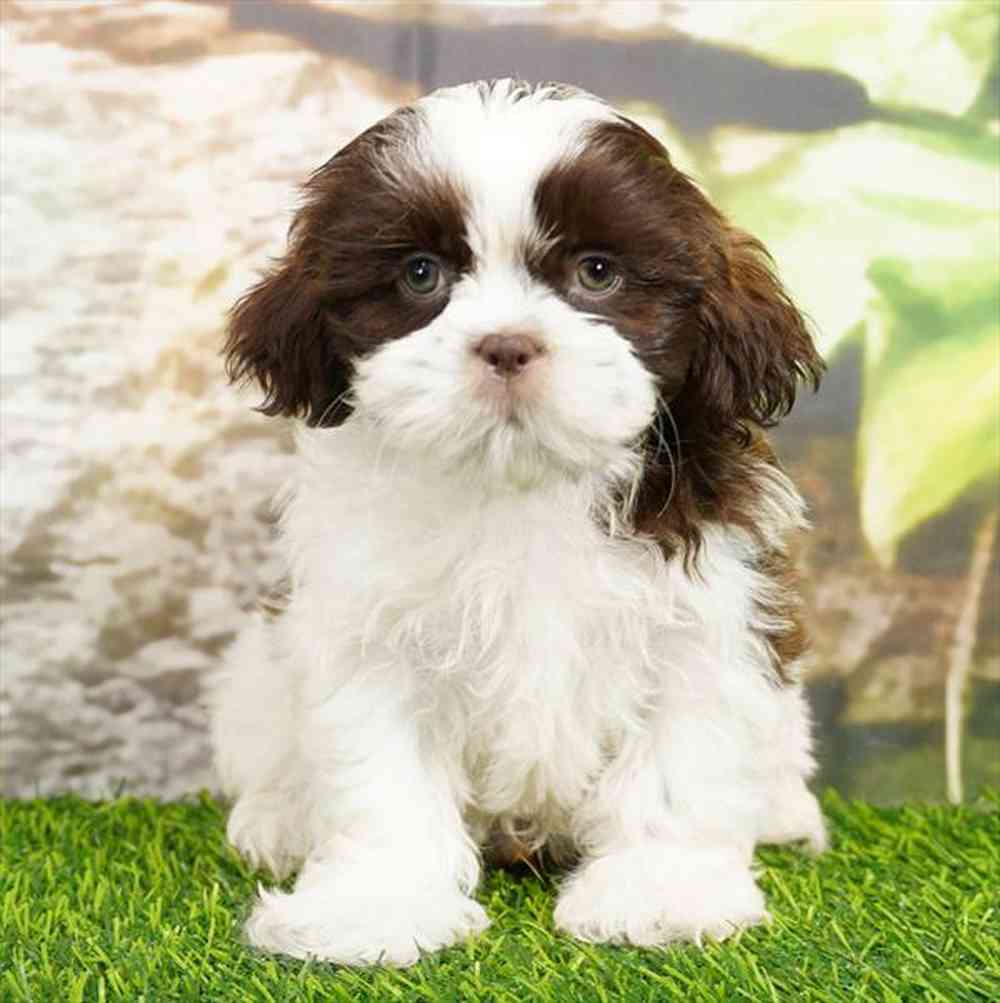 Image of a pet breed in the gallery