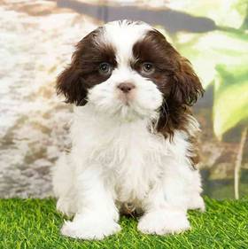 Shih Tzu