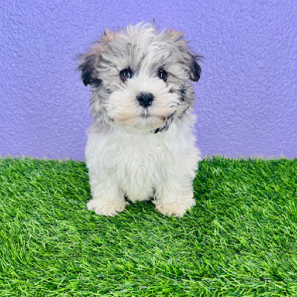 Image of a pet breed in the gallery