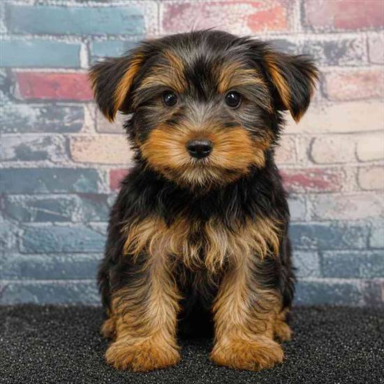 Yorkie