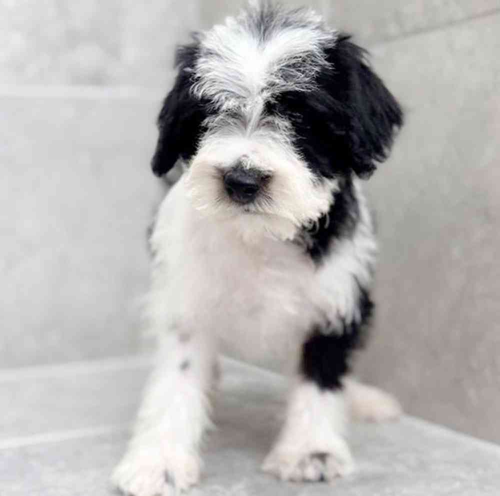 pet breed image