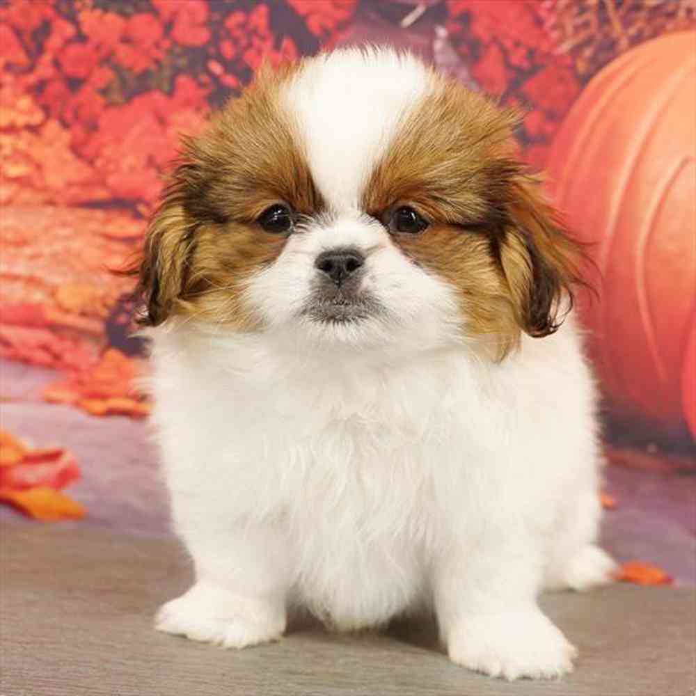 Image of a pet breed in the gallery