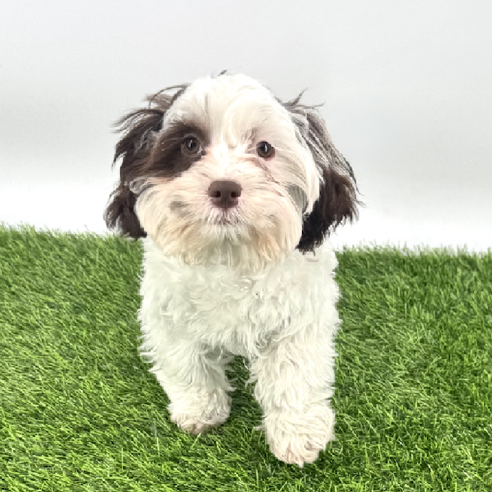 Image of a pet breed in the gallery