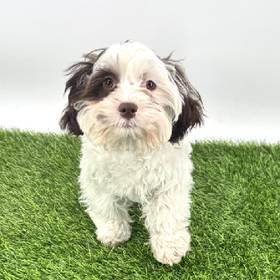 Shizapoo