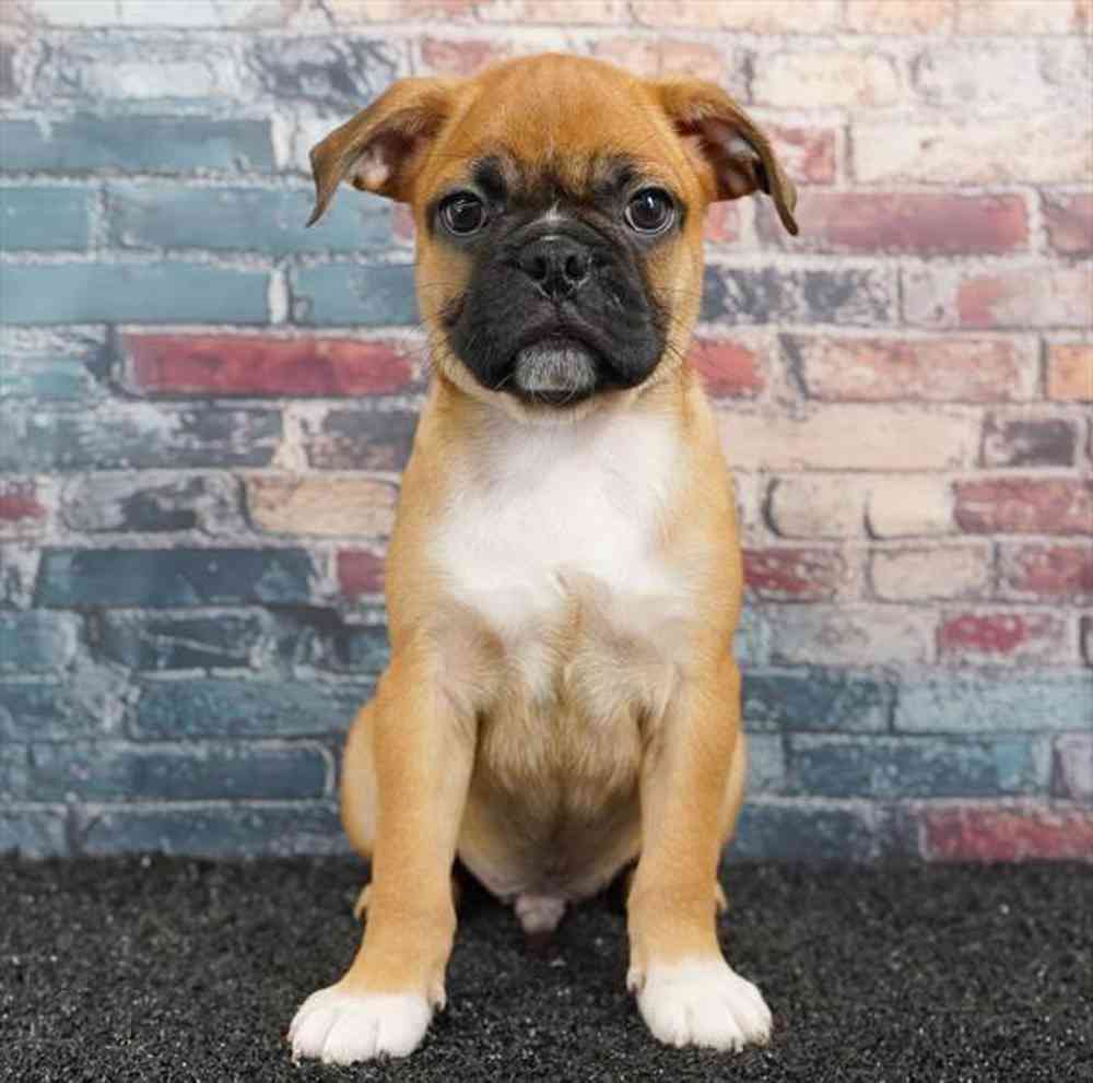 Image of a pet breed in the gallery