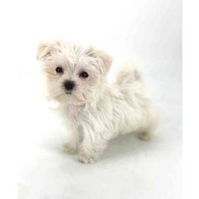 Maltese