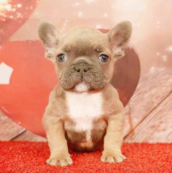 French Bulldog