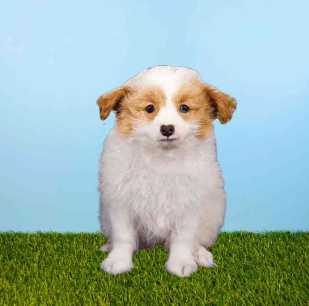 carousel pet images
