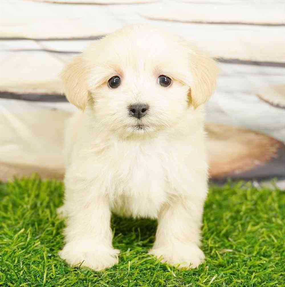 Image of a pet breed in the gallery