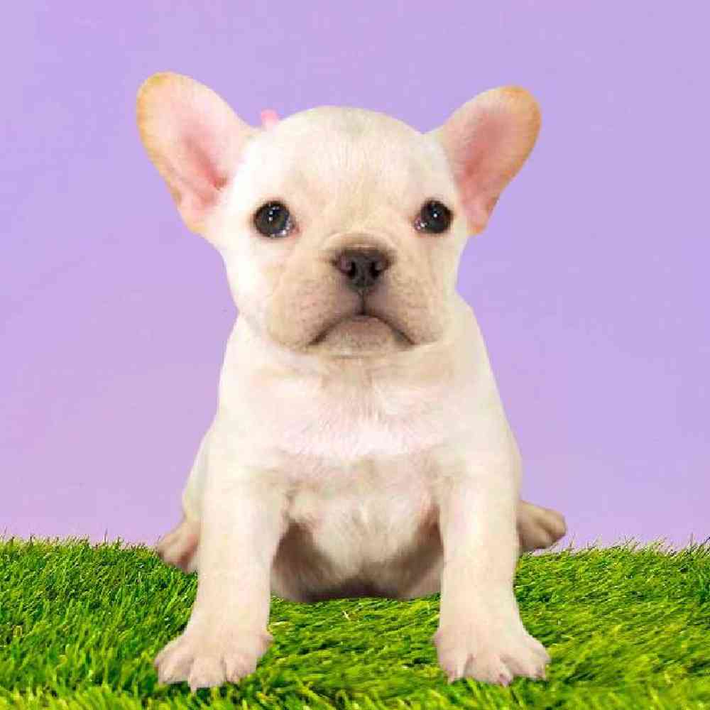 Female French Bulldog Puppy for Sale in Puyallup, WA