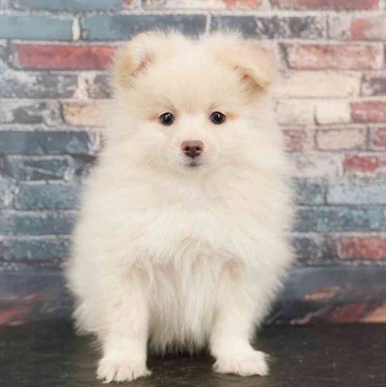 Pomeranian