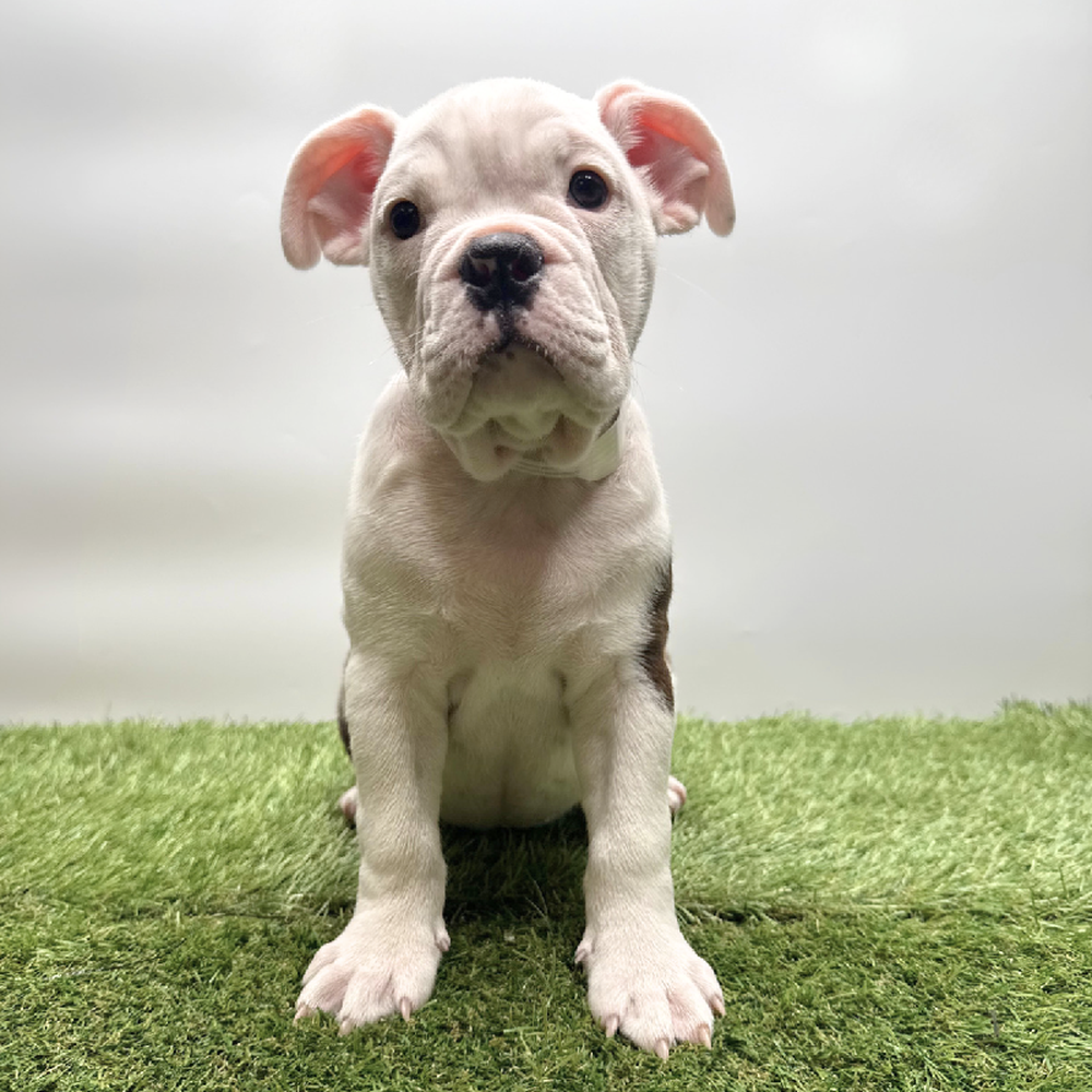 Image of a pet breed in the gallery