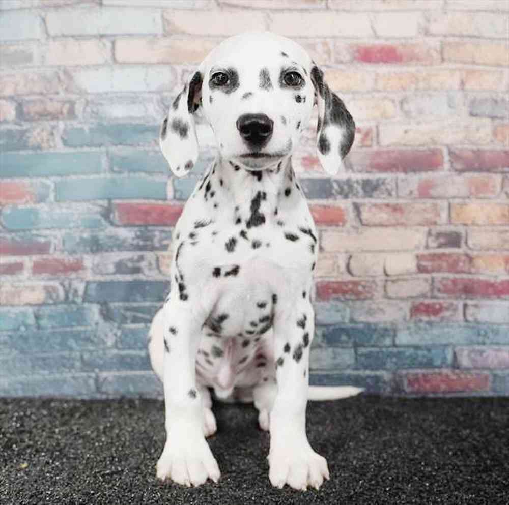 Image of a pet breed in the gallery