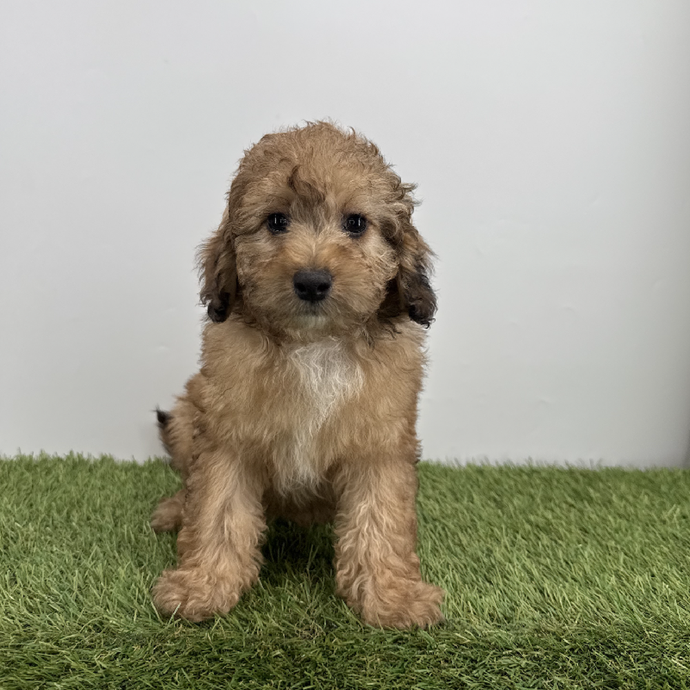 Image of a pet breed in the gallery