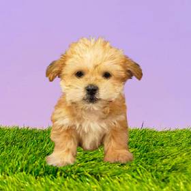 Shorkie