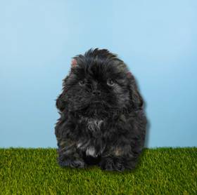 Shih Tzu