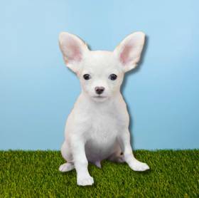 Chihuahua