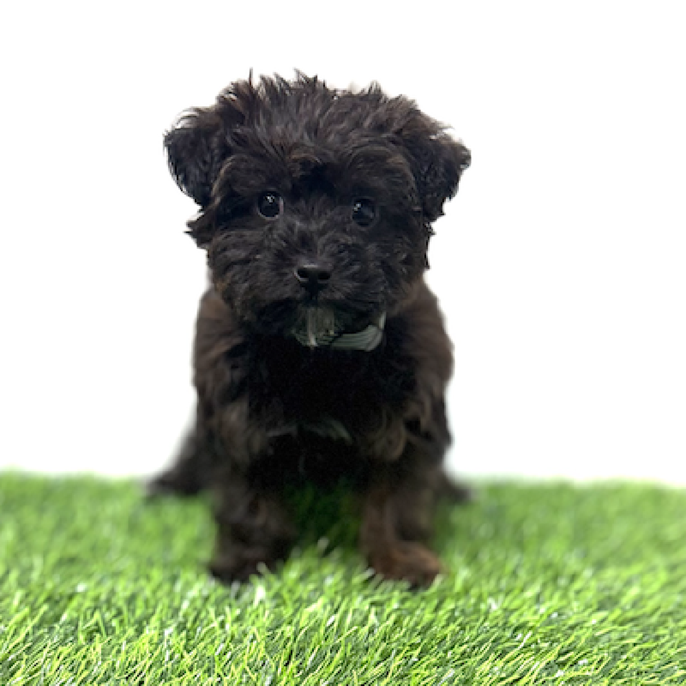 Image of a pet breed in the gallery