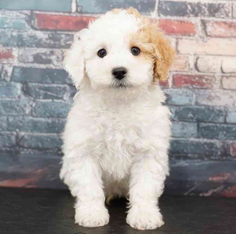 Image of a pet breed in the gallery