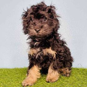 Yorkie-Poo