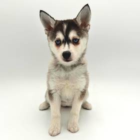 Alaskan Klee Kai